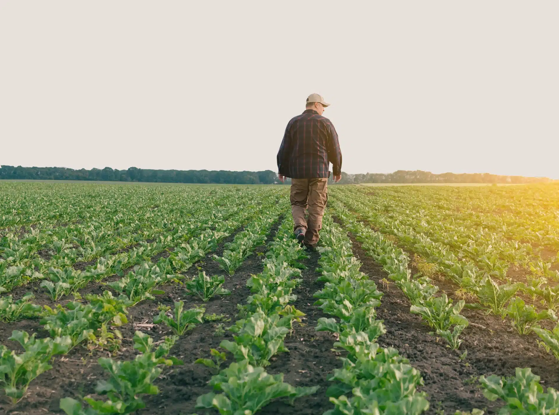 Farmer walking through rows of young crops at sunrise, representing Farm-i-tude's connection to growers and field operations