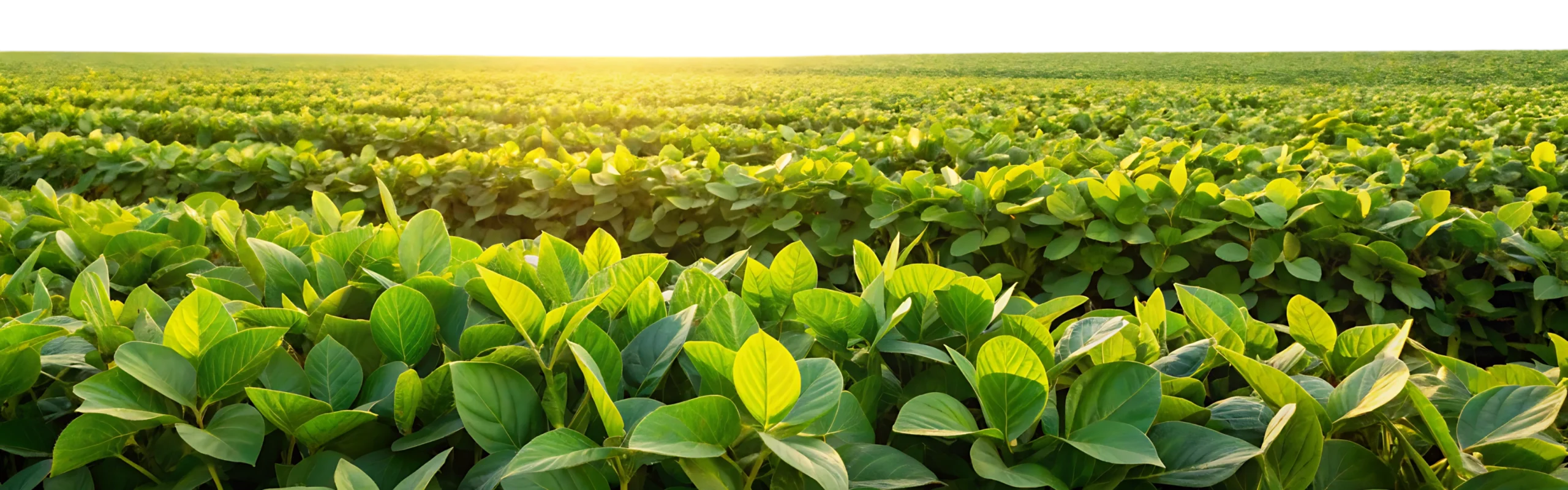 Wide view of a lush soybean field at sunrise