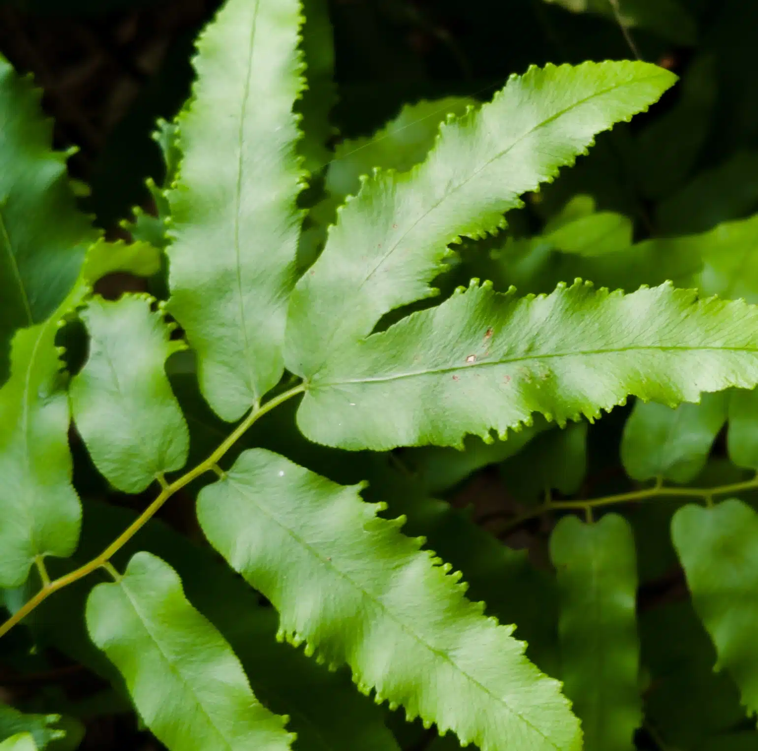 Close-up of invasive fern species leaf targeted by drone-based species management